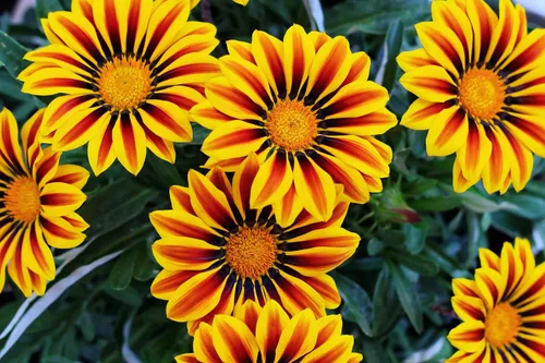 Semillas de flores de Gazania - Más de 500 semillas para cultivar - Fabricado en Estados Unidos, se envía desde Iowa, ideal con caléndula o rosas.
