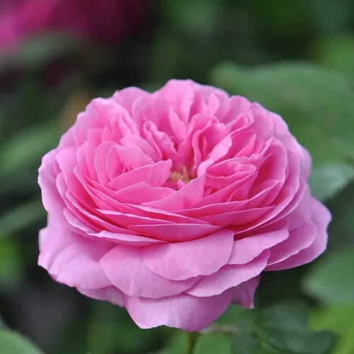 Rosas Bourbon Heirloom, Planta de raíz propia viva, Louise Odier | Moderadamente fragante, zonas de rusticidad: 5-10, floración continua, para